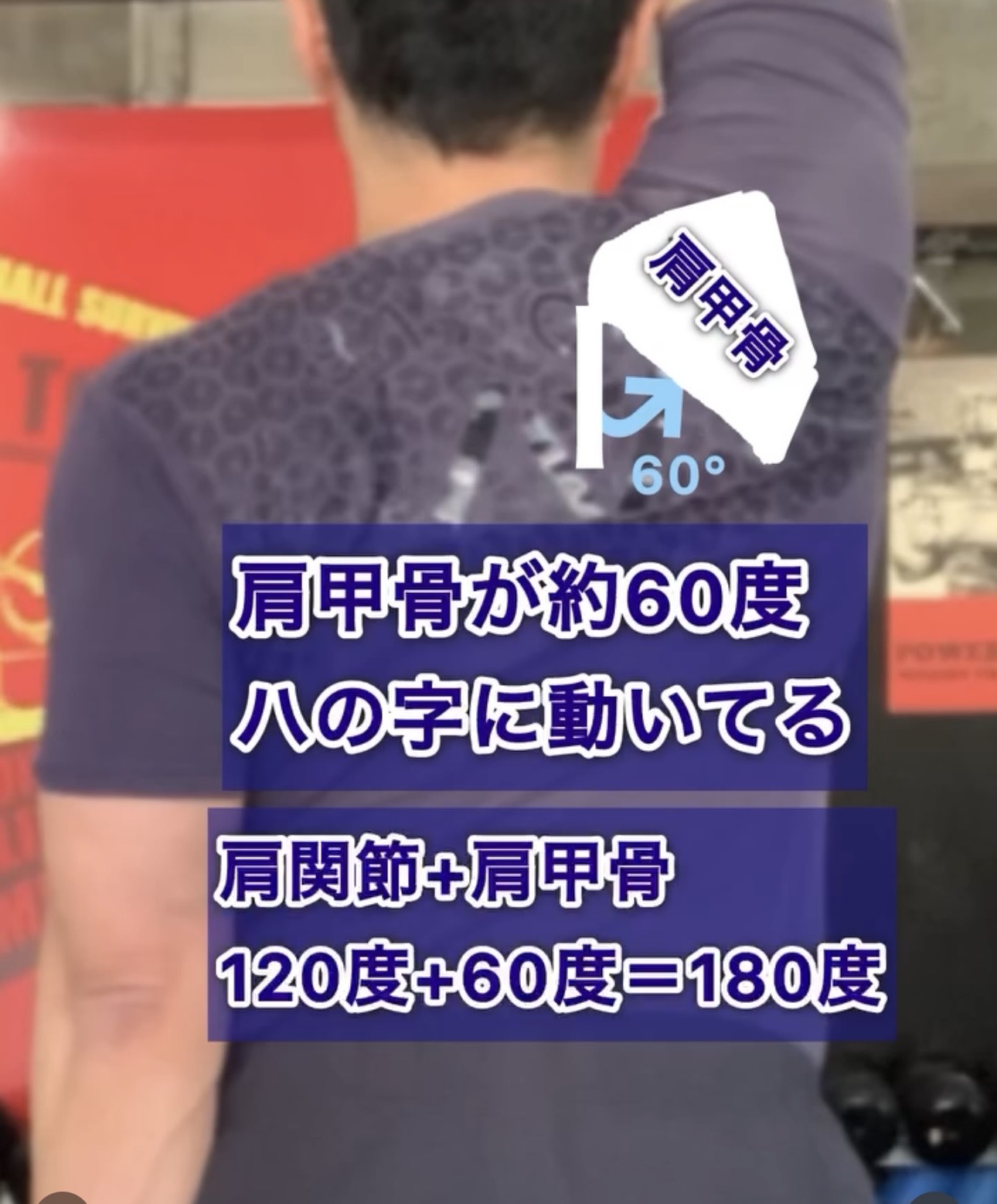 肩外転時に肩甲骨が約60度動く肩甲上腕リズムの解説
